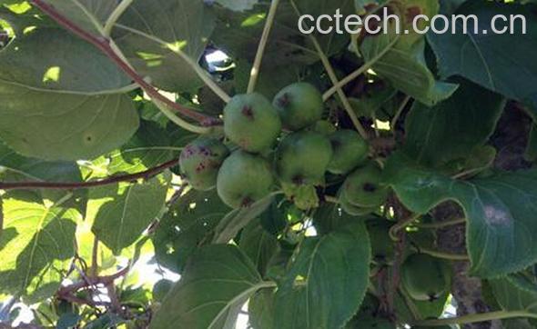 果蔬百科丰绿猕猴桃-0