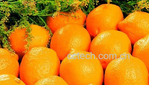 果蔬百科华盛顿脐橙-0