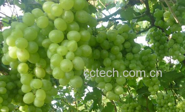 果蔬百科无核白鸡心-0