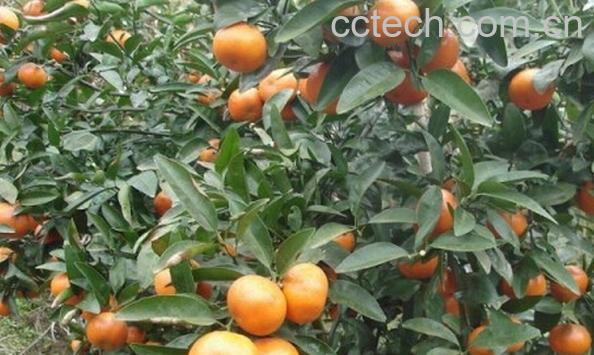 果蔬百科墨科特桔橙-0