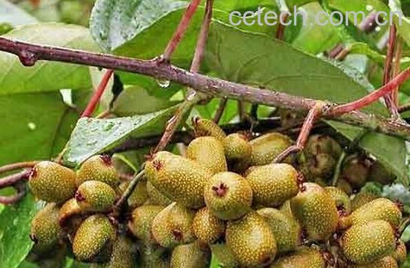 果蔬百科硬齿猕猴桃-0