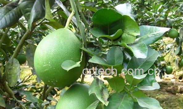 果蔬百科红肉蜜柚苗-0