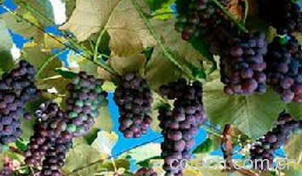 果蔬百科黑天鹅葡萄-0