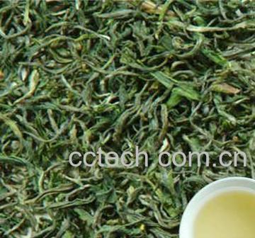 果蔬百科什么茶叶属于绿茶-0