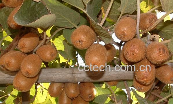 果蔬百科皖蜜猕猴桃-0