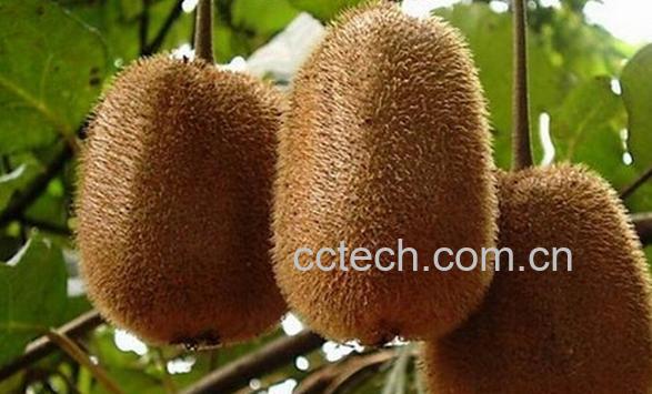 果蔬百科金魁猕猴桃-0