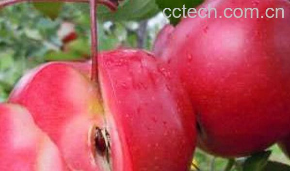 果蔬百科瑞士红苹果-0