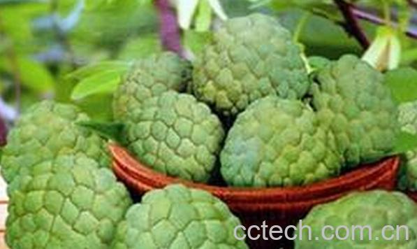 果蔬百科秘鲁番荔枝-0