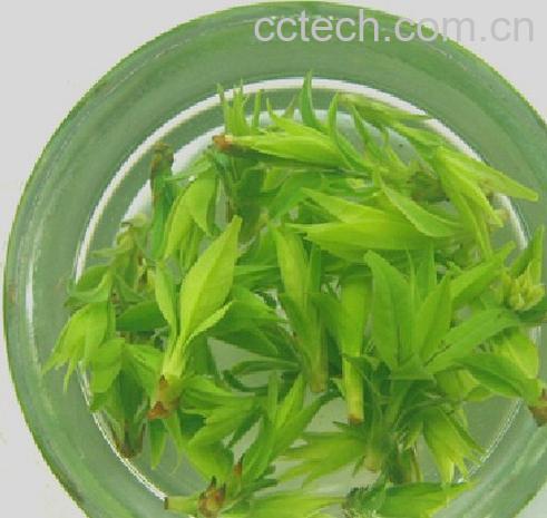 果蔬百科苦丁茶的功效-0