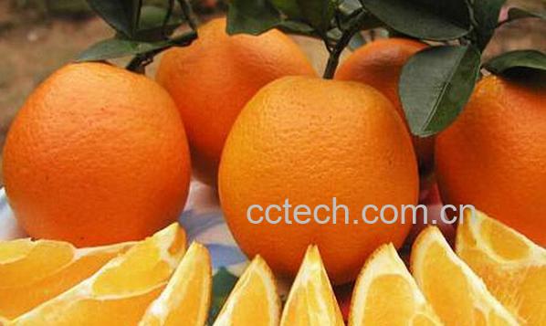 果蔬百科纽荷尔脐橙-0