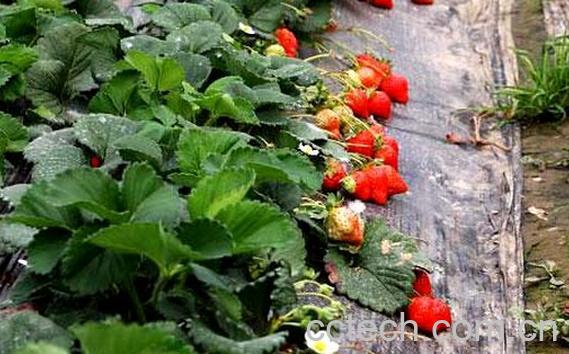 果蔬百科怎样种植草莓苗-0