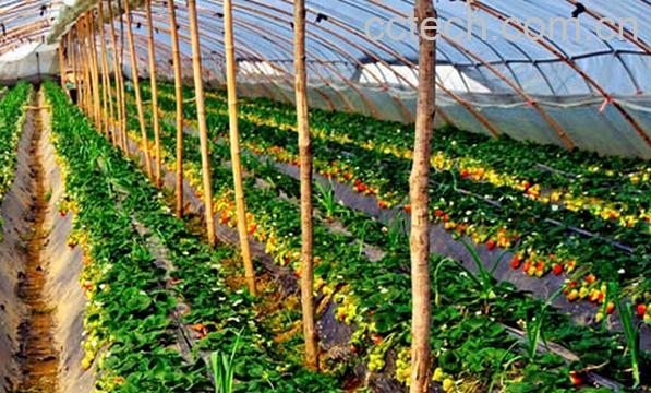 果蔬百科南方大棚草莓种植技巧-0