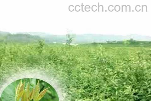 果蔬百科小叶苦丁茶-0