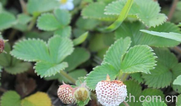 果蔬百科菠萝草莓-0