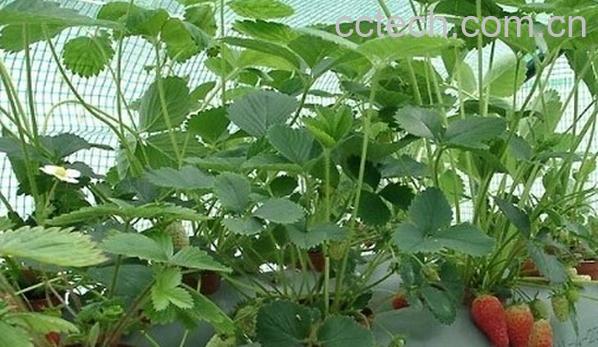 果蔬百科攀援草莓-0