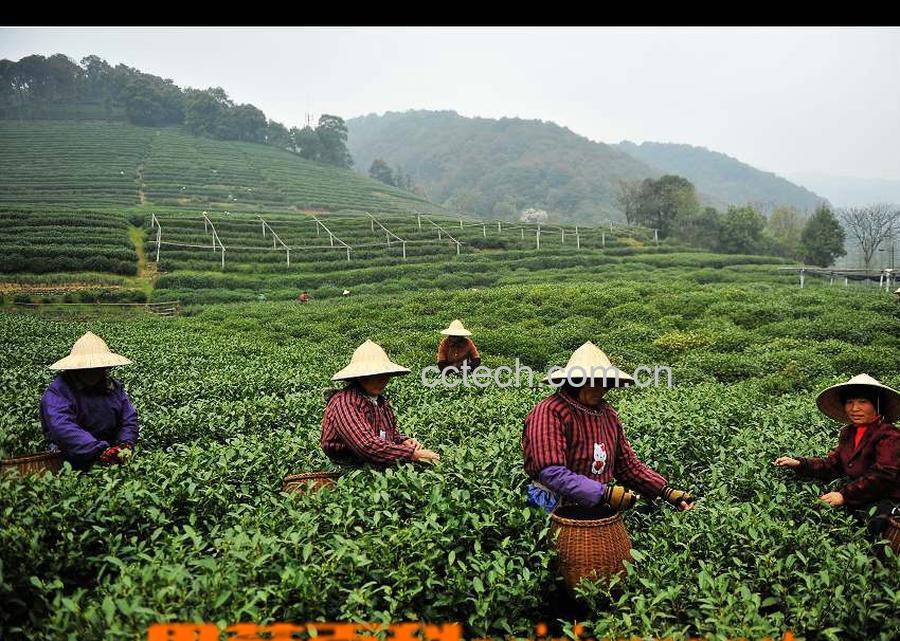果蔬百科龙井茶 杭州梅家坞龙井茶-0