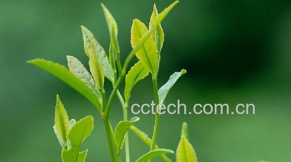 果蔬百科龙井茶-0