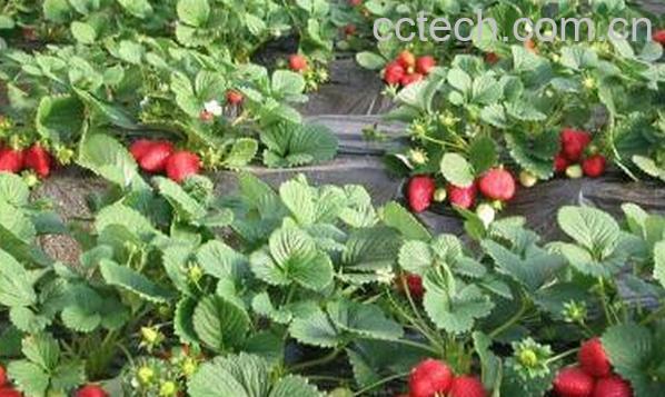 果蔬百科露天草莓-0