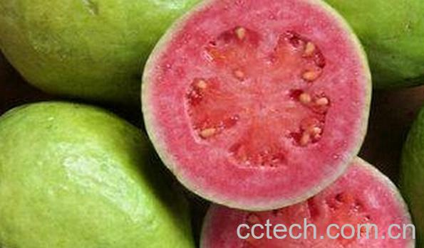 果蔬百科番石榴-0