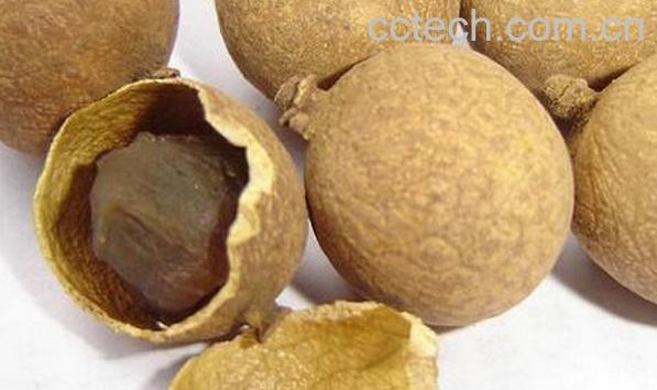 果蔬百科桂圆皮-0