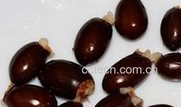 果蔬百科荔枝核-0