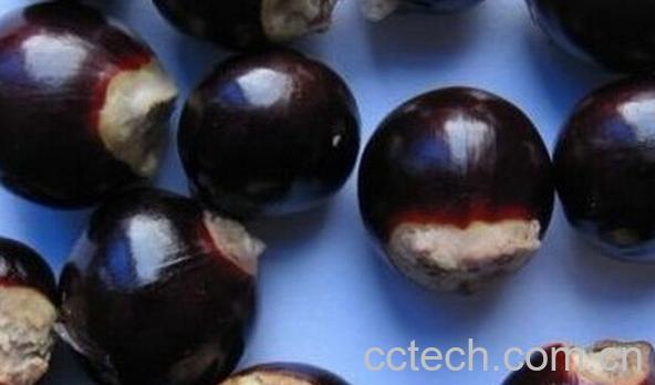 果蔬百科桂圆核-0