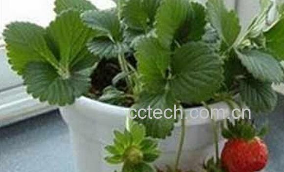 果蔬百科阳台种草莓-0