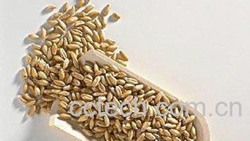 果蔬百科大麦茶怎么泡-0