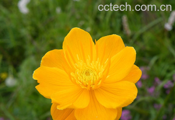 果蔬百科金莲花的功效与作用-0