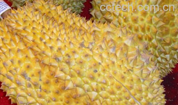 果蔬百科榴莲-0