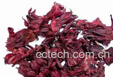 果蔬百科玫瑰茄的作用-0