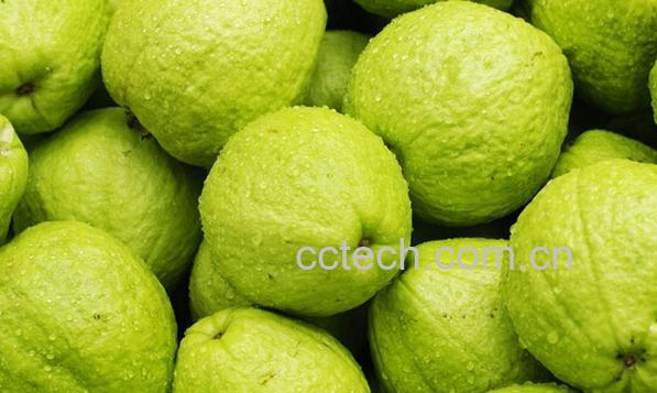 果蔬百科芭乐怎么催熟-0