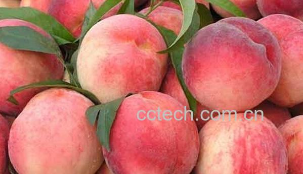 果蔬百科怎样催熟桃子-0