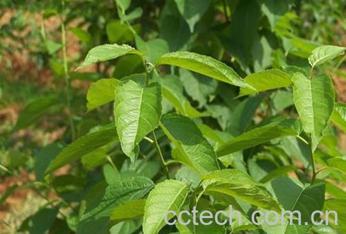 果蔬百科杜仲茶的功效-0