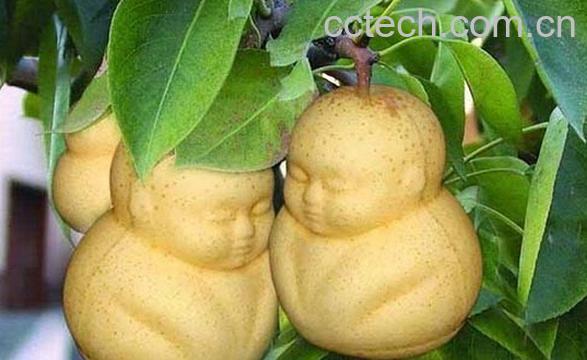 果蔬百科人参果-0