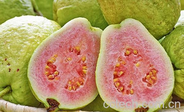 果蔬百科红心番石榴-0