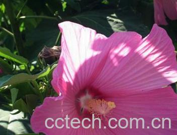 果蔬百科芙蓉花茶的功效-0