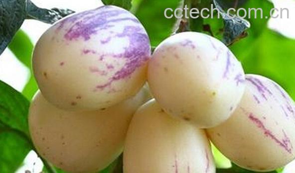 果蔬百科人参果吃法-0