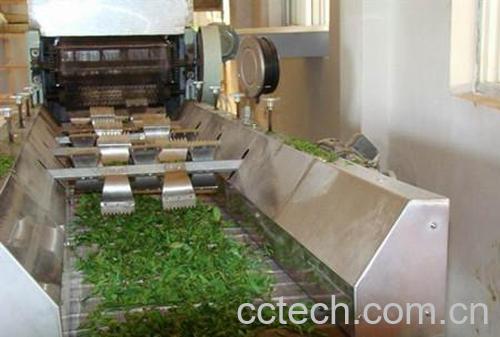 果蔬百科山东茶叶-0