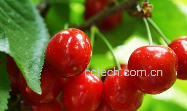 果蔬百科樱桃-0