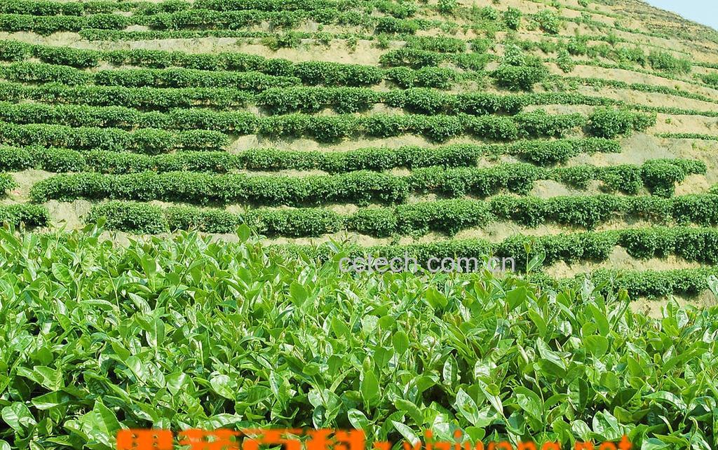 果蔬百科永春佛手茶-0