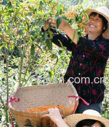 果蔬百科桂花茶-0