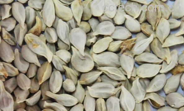 果蔬百科桔核-0