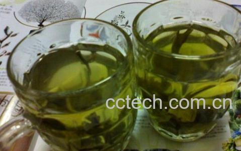 果蔬百科苦丁茶有什么功效-0