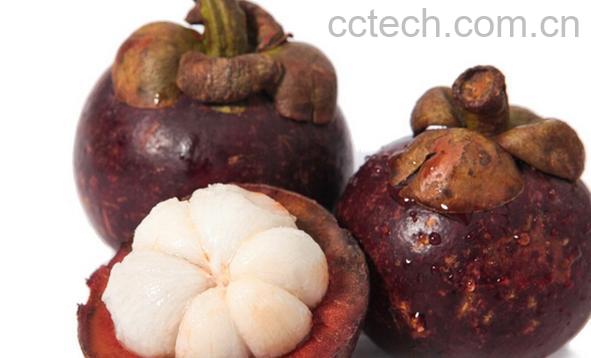 果蔬百科山竹-0