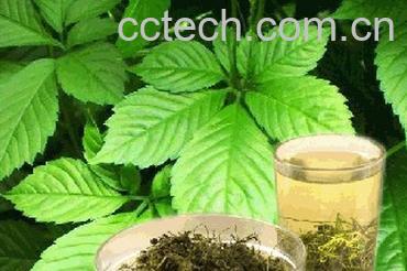 果蔬百科绞股蓝茶的功效-0