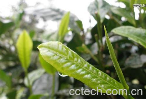 果蔬百科茶叶的知识-0