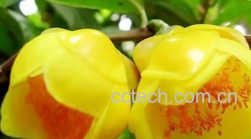 果蔬百科山茶花-0