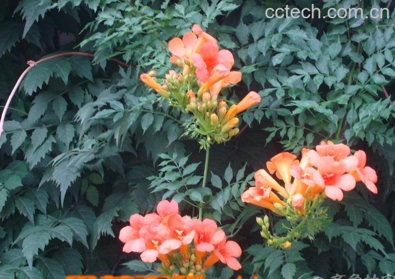 果蔬百科凌霄花-0