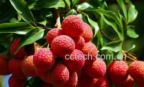 果蔬百科新鲜荔枝-0